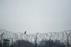Barbed wire fence and a black bird